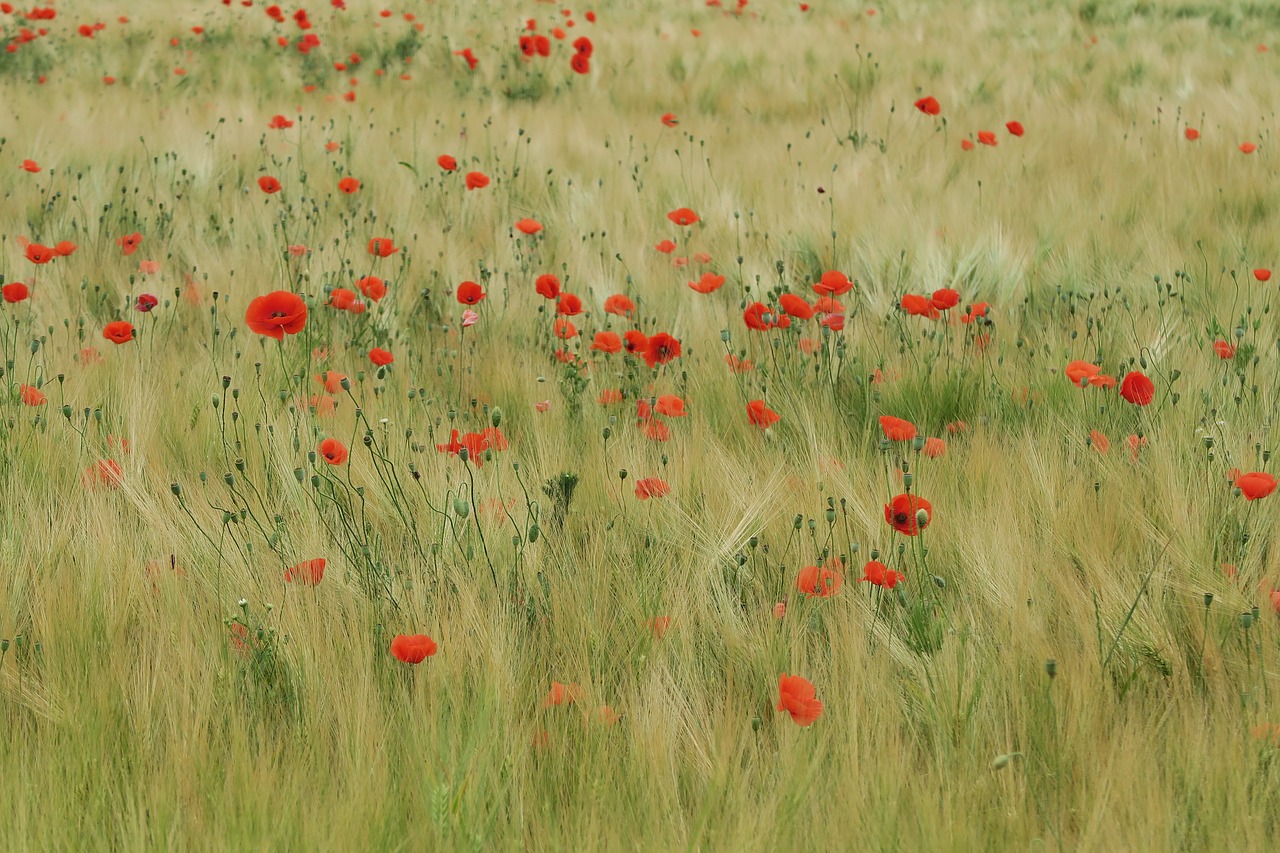 poppy  field of poppies  red free photo