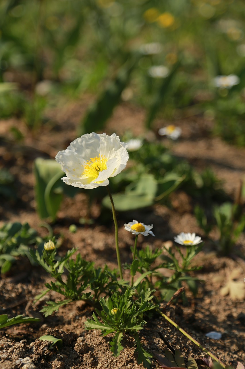 poppy  flowers  wildflower free photo