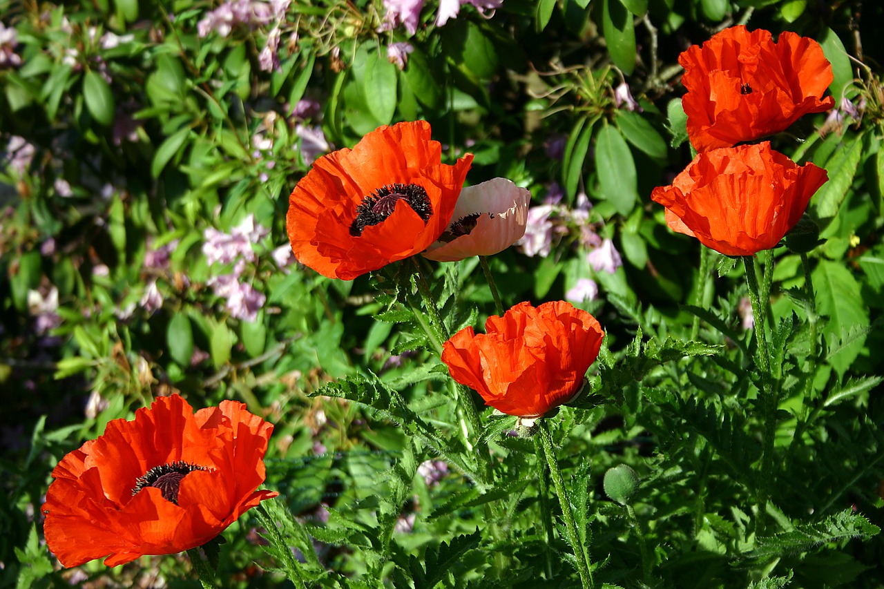 poppy  garden  klatschmohn free photo