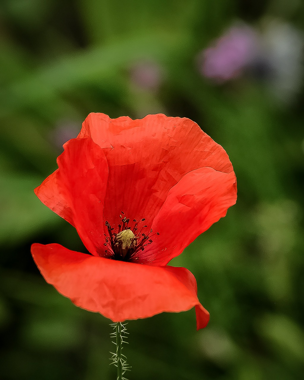 poppy flower red free photo