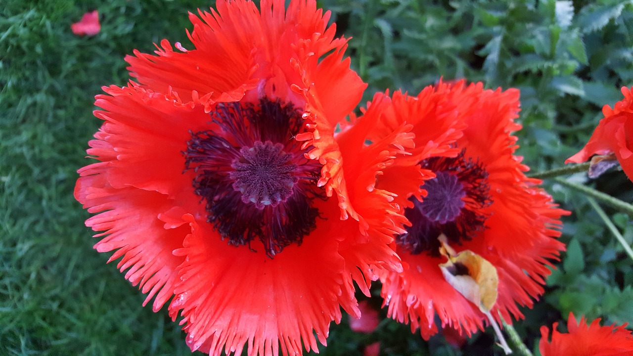 poppy  red  nature free photo