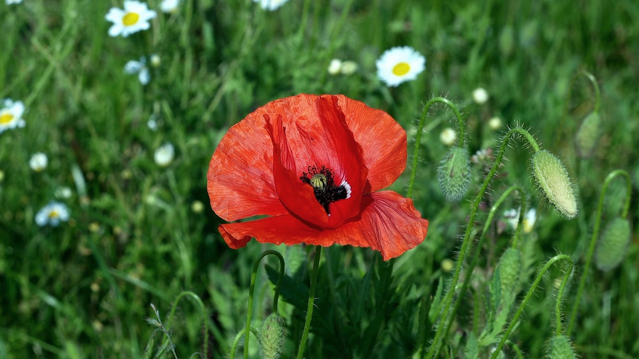 poppy  papaver rho  flower free photo