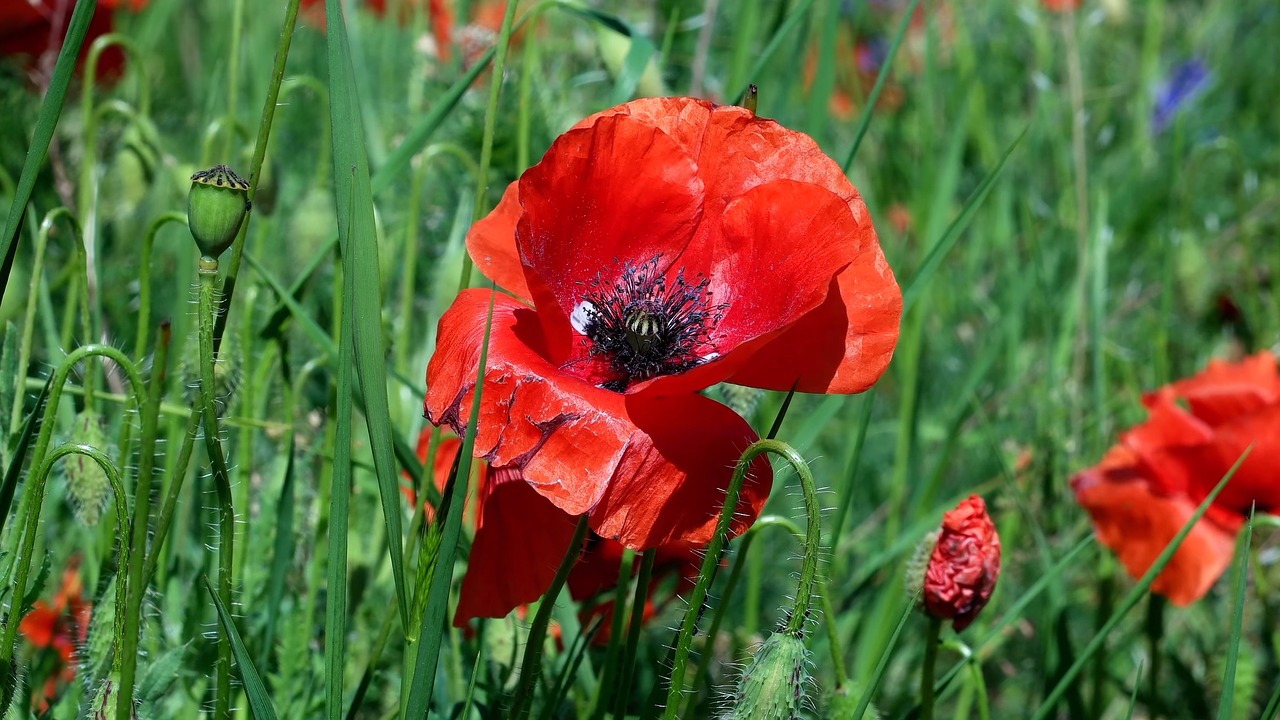 poppy  papaver rho  flower free photo