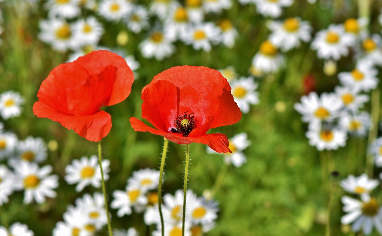 poppy  poppy flower  mohngewaechs free photo