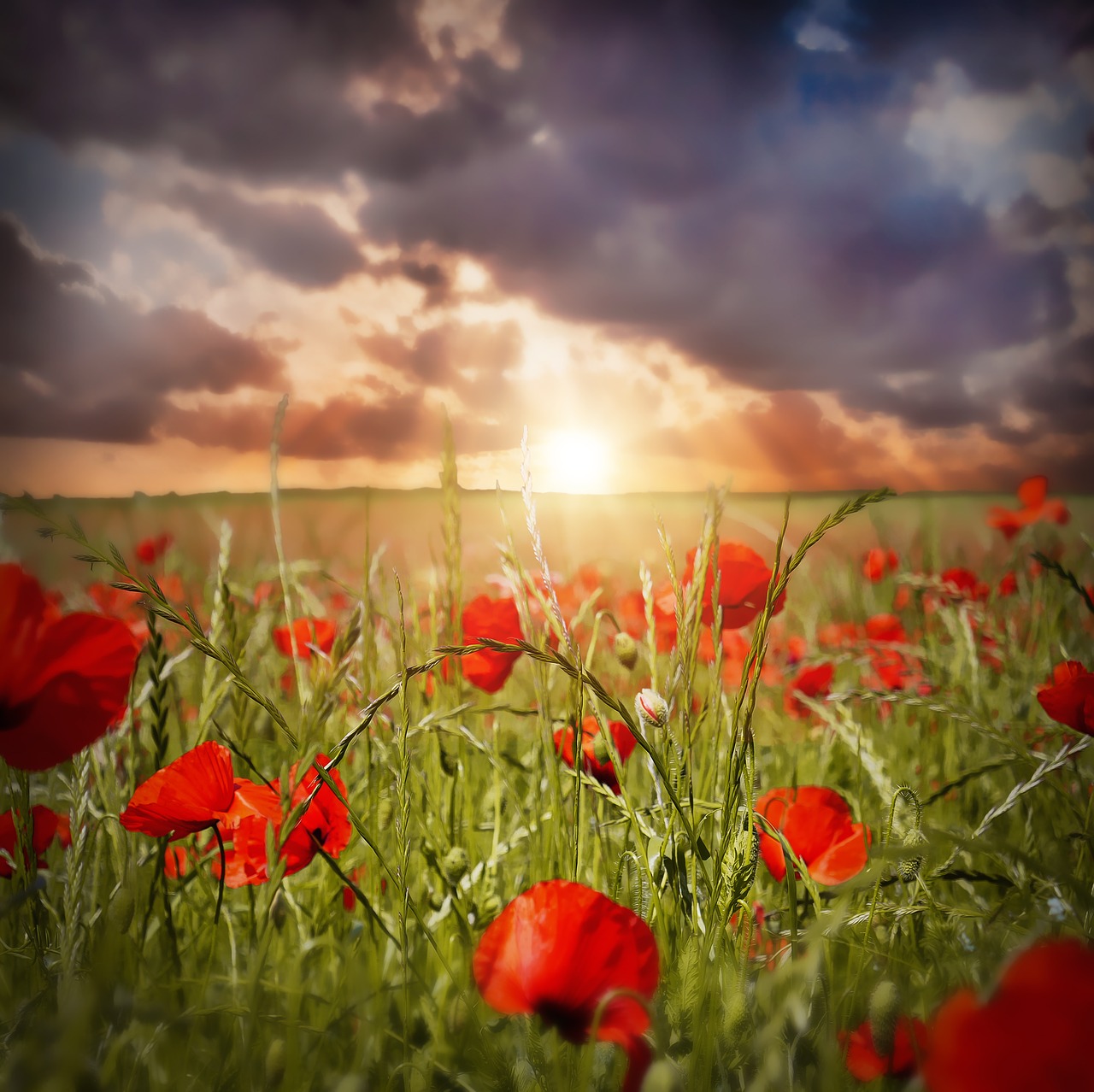 poppy  field of poppies  red free photo