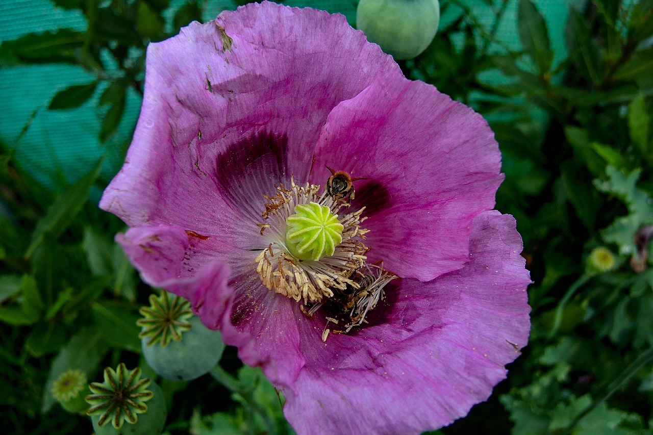 poppy  plant  nature free photo