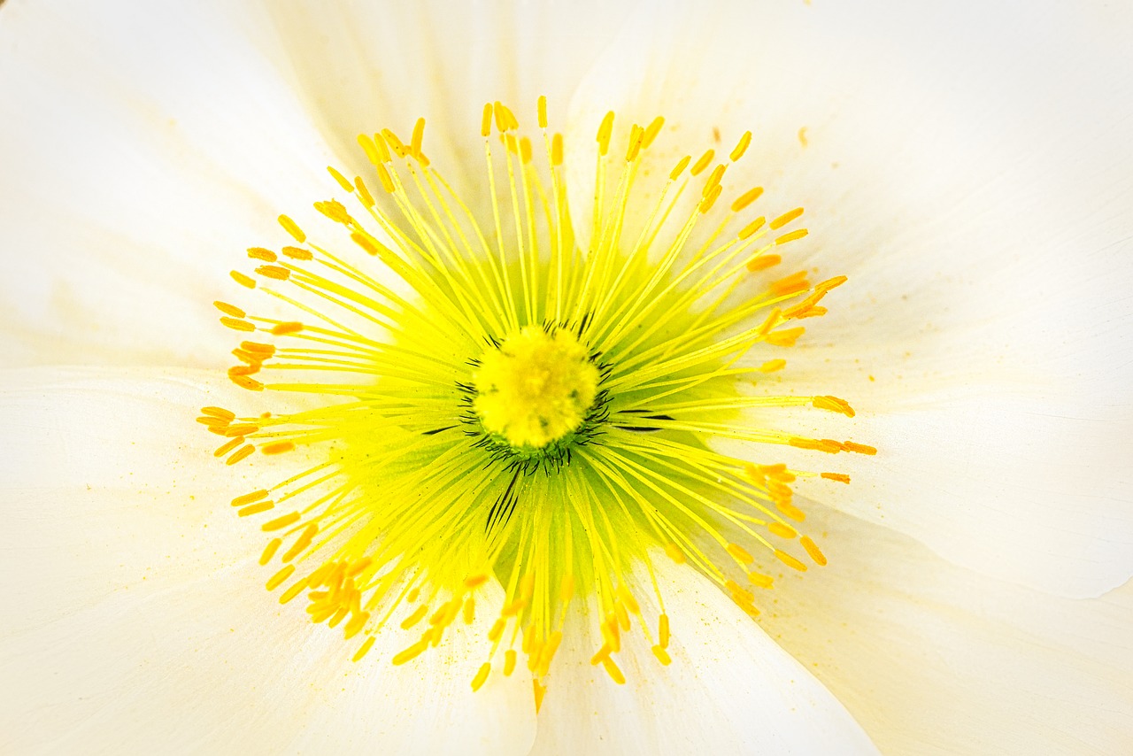 poppy  blossom  bloom free photo