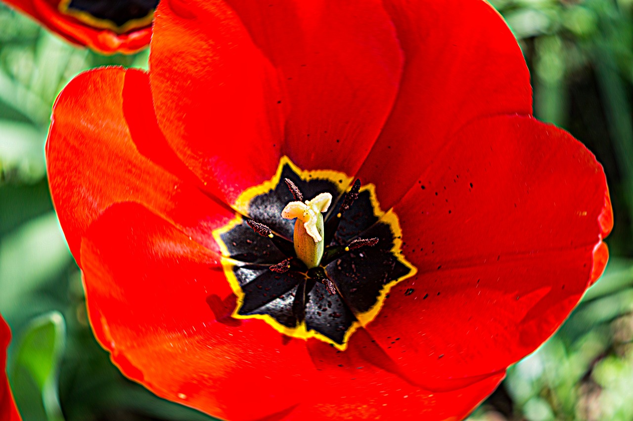 poppy  blossom  bloom free photo