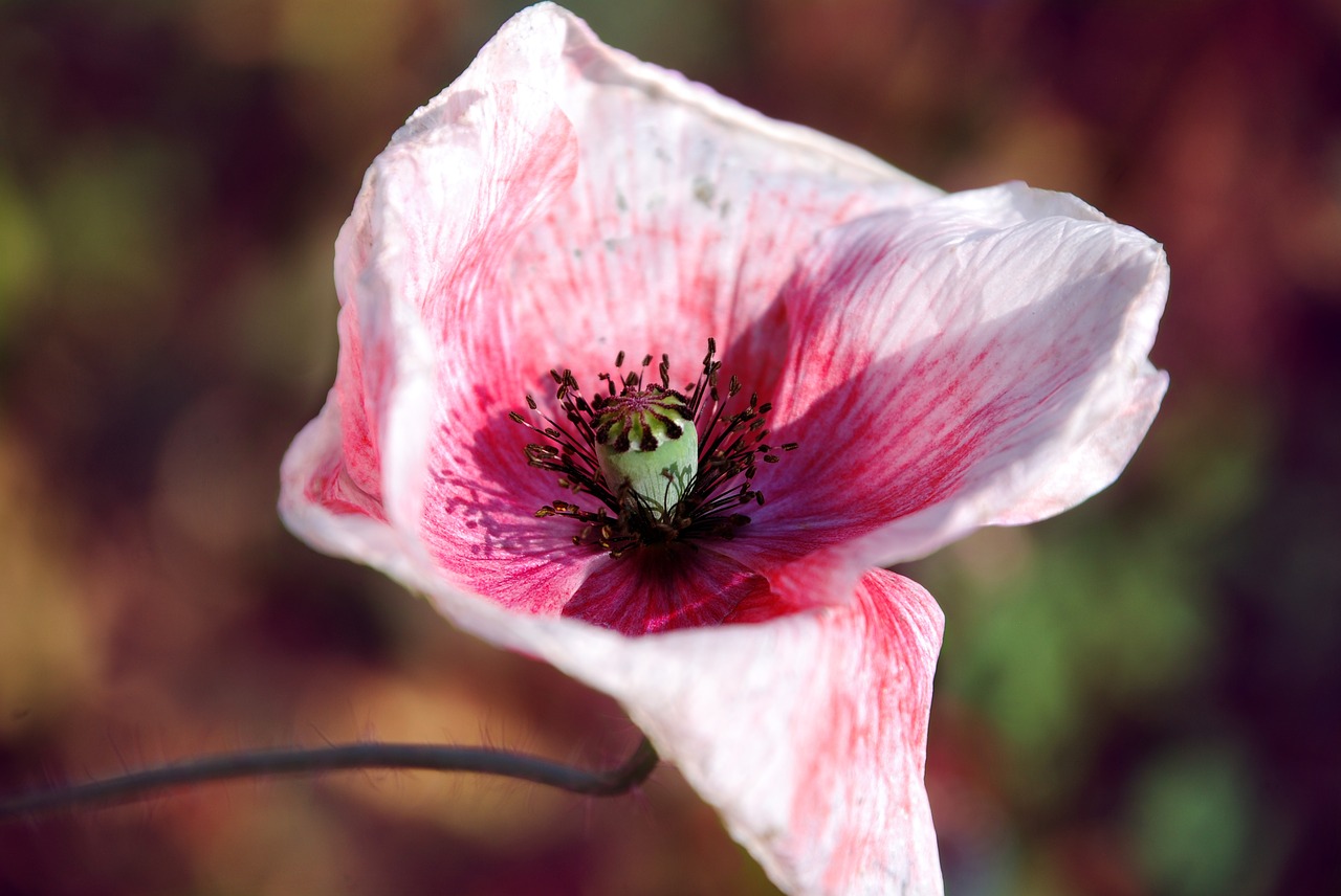 poppy  blossom  bloom free photo