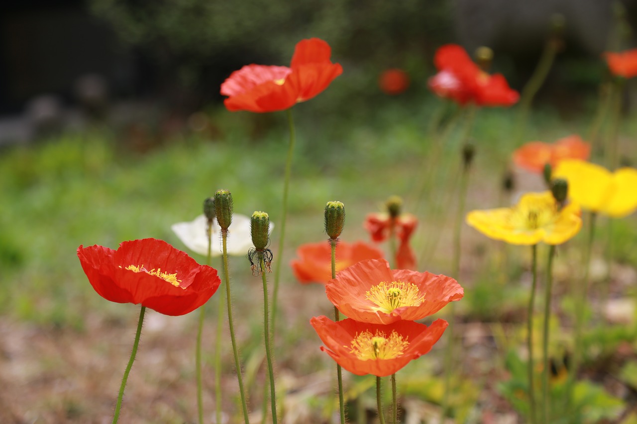 poppy  flowers  wildflower free photo