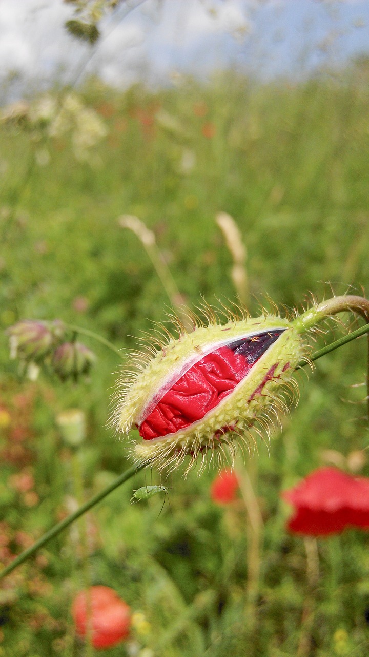 poppy nature plant free photo