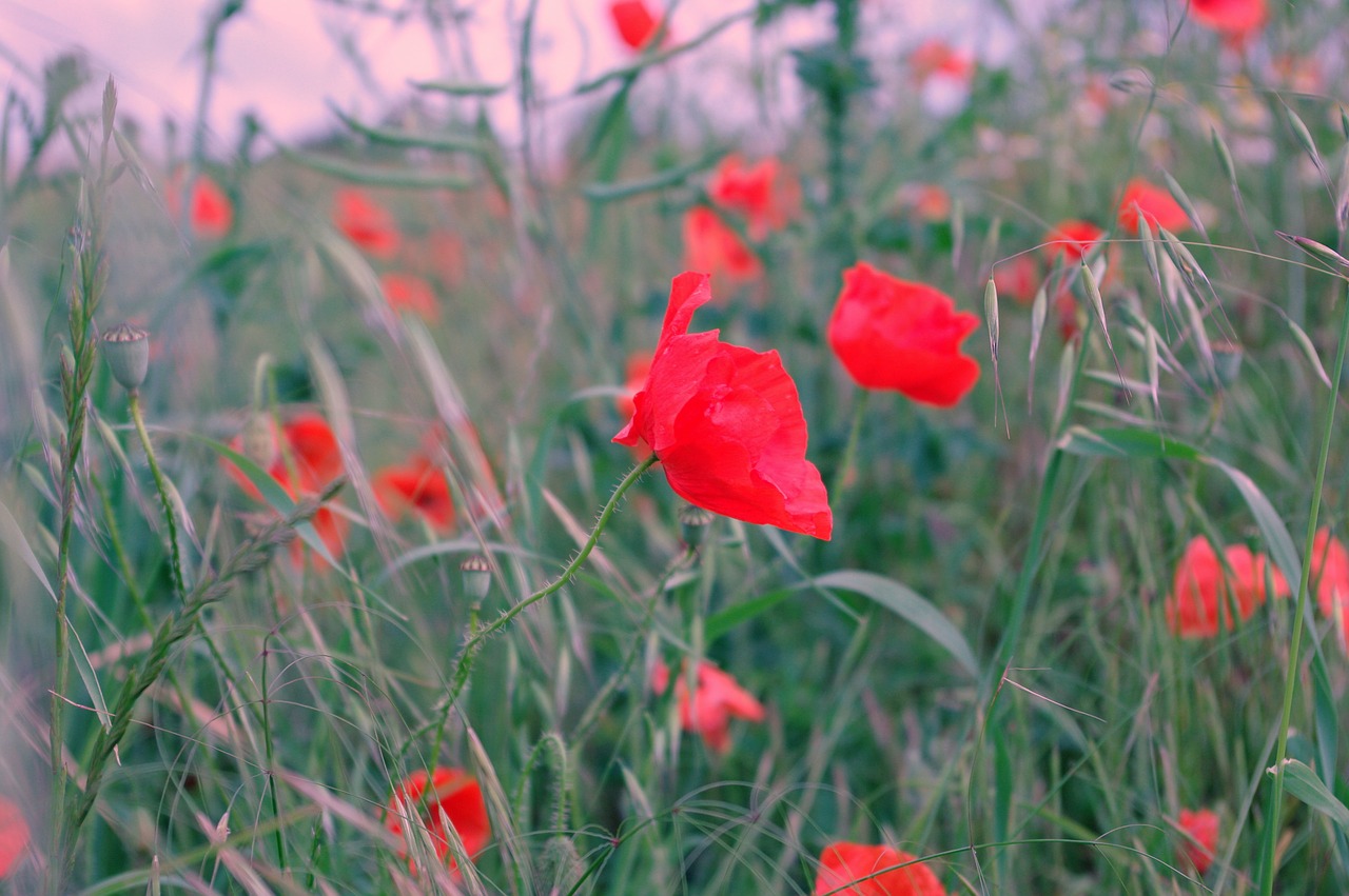 poppy  fields  nature free photo