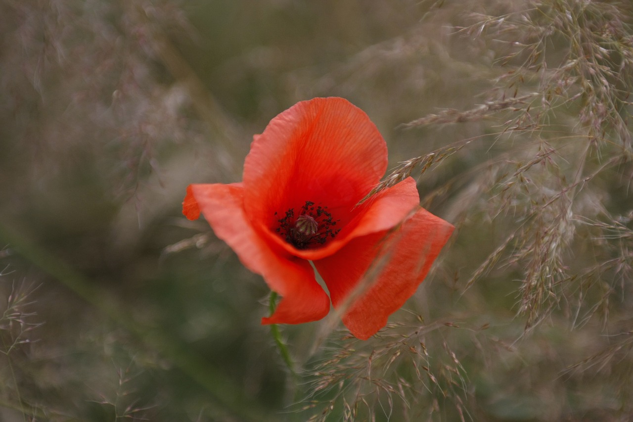 poppy  red  meadow free photo