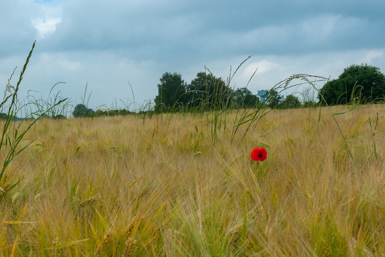 poppy  fields  wheat free photo