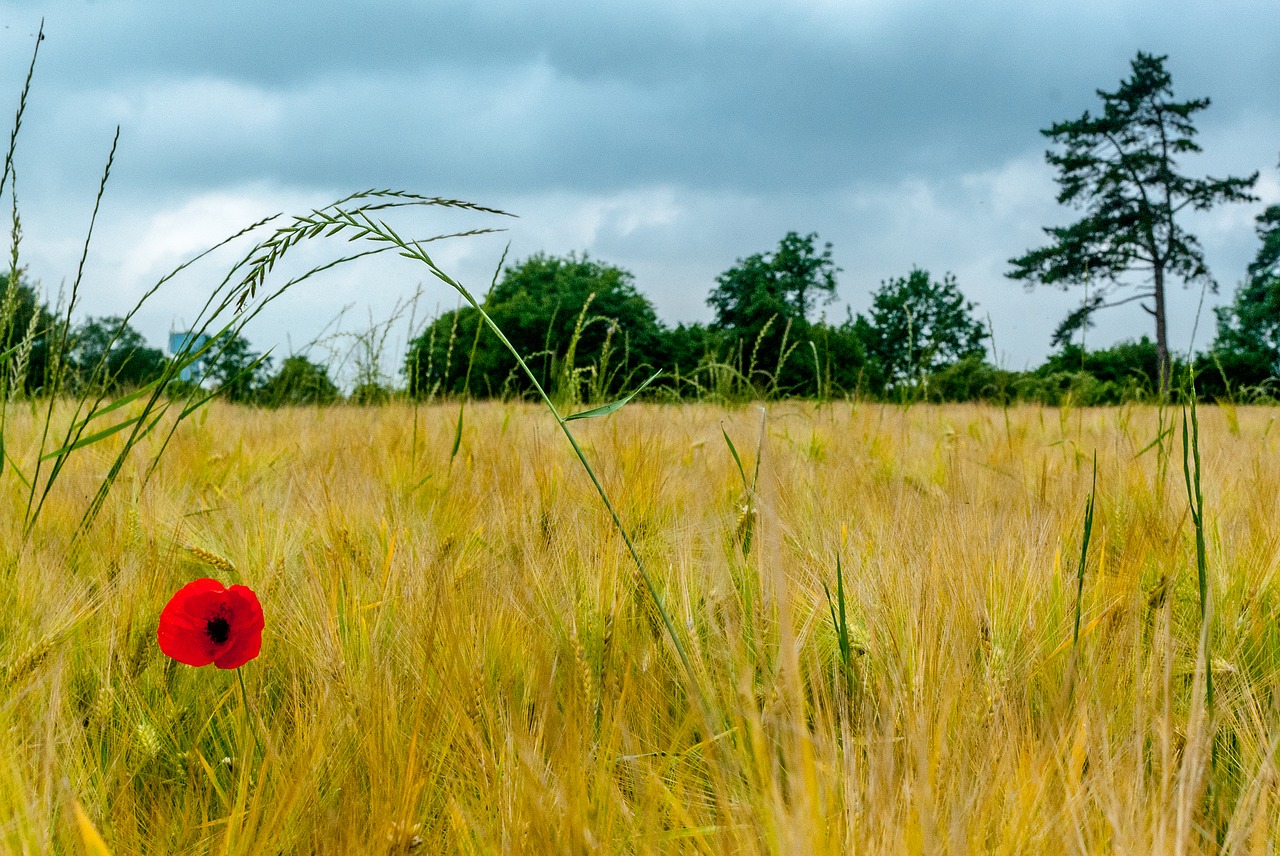 poppy  fields  wheat free photo