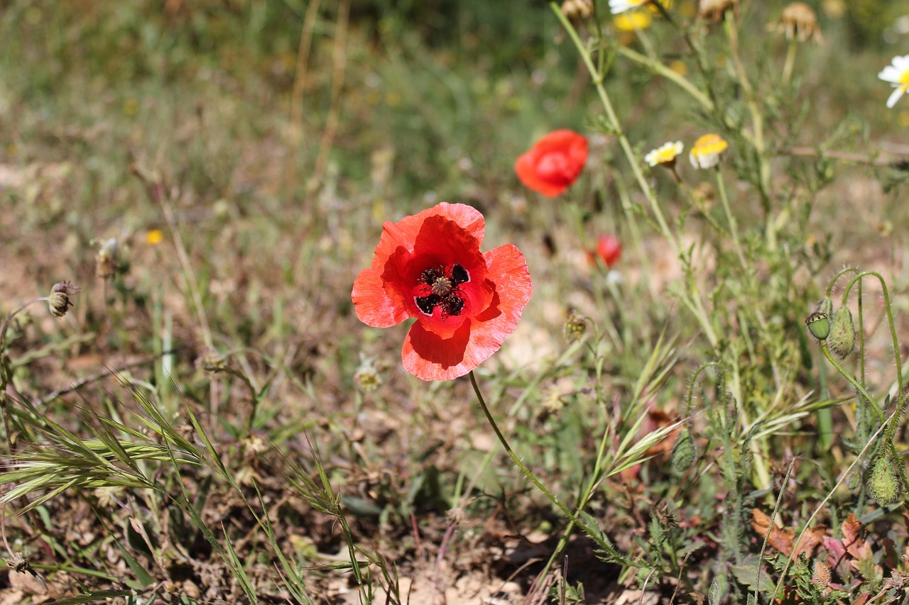 poppy  red  wild free photo