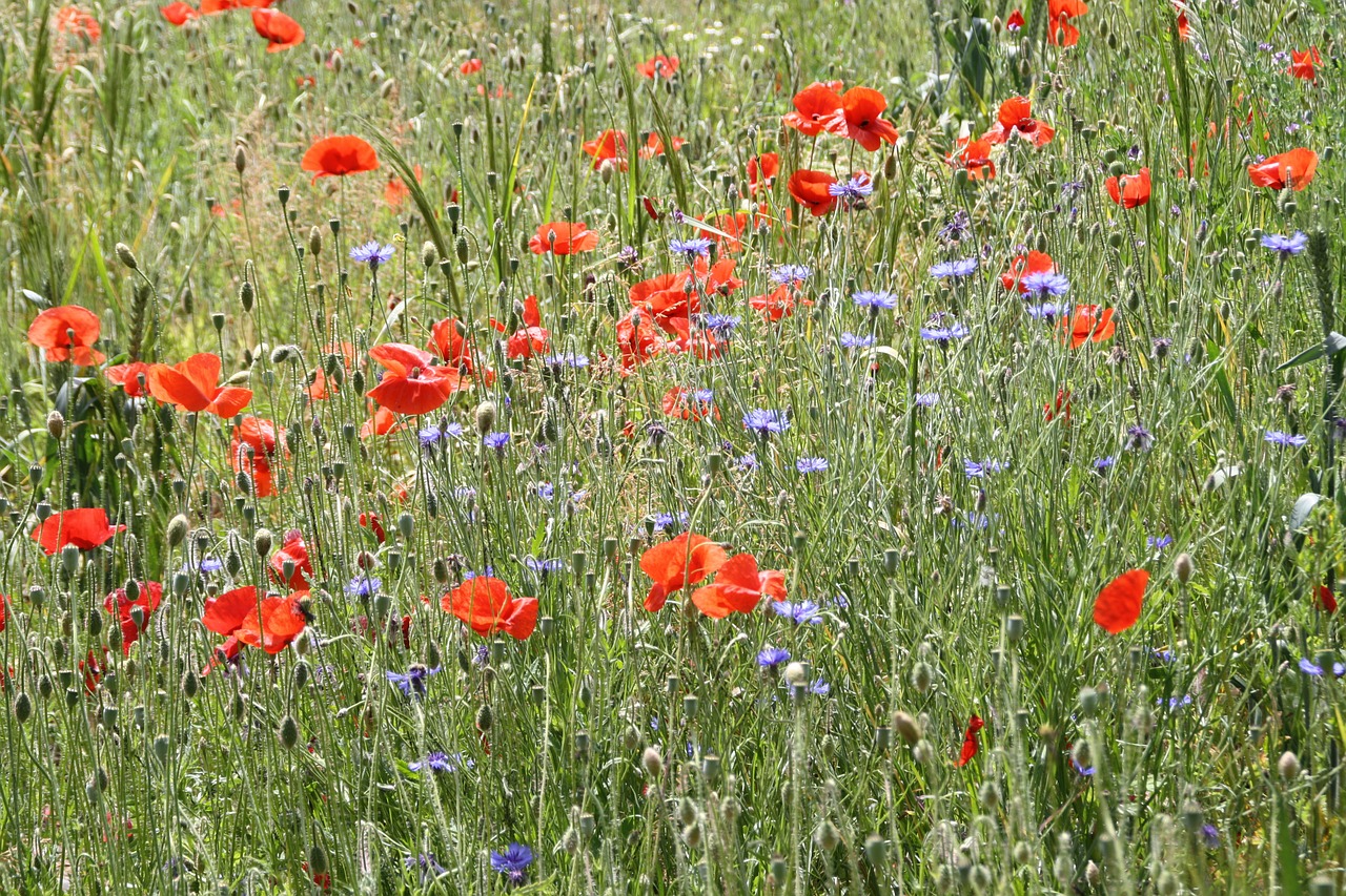 poppy flower meadow flowers free photo