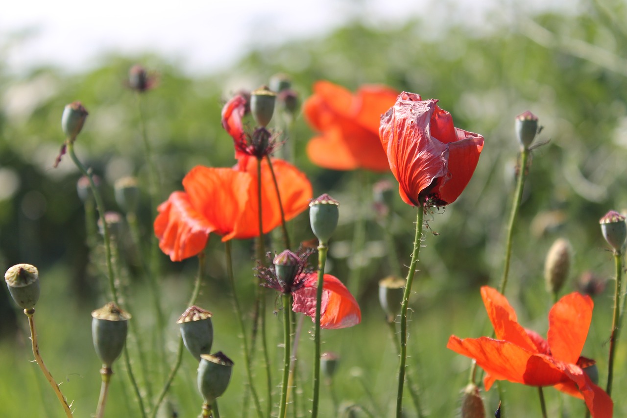 poppy flower nature free photo