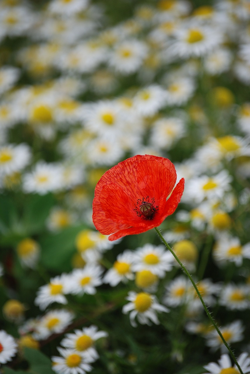 poppy red field free photo