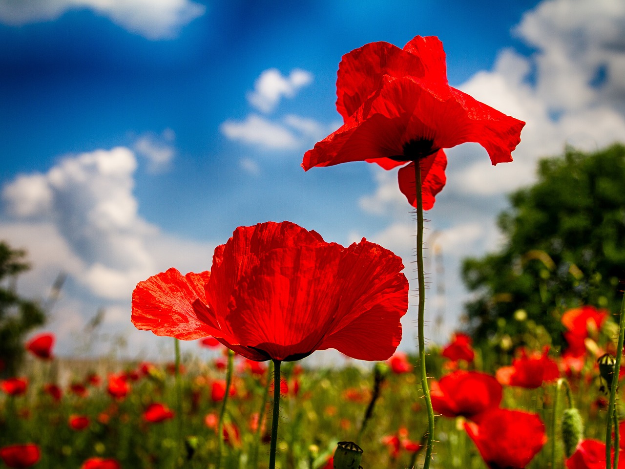 poppy  nature  landscape free photo