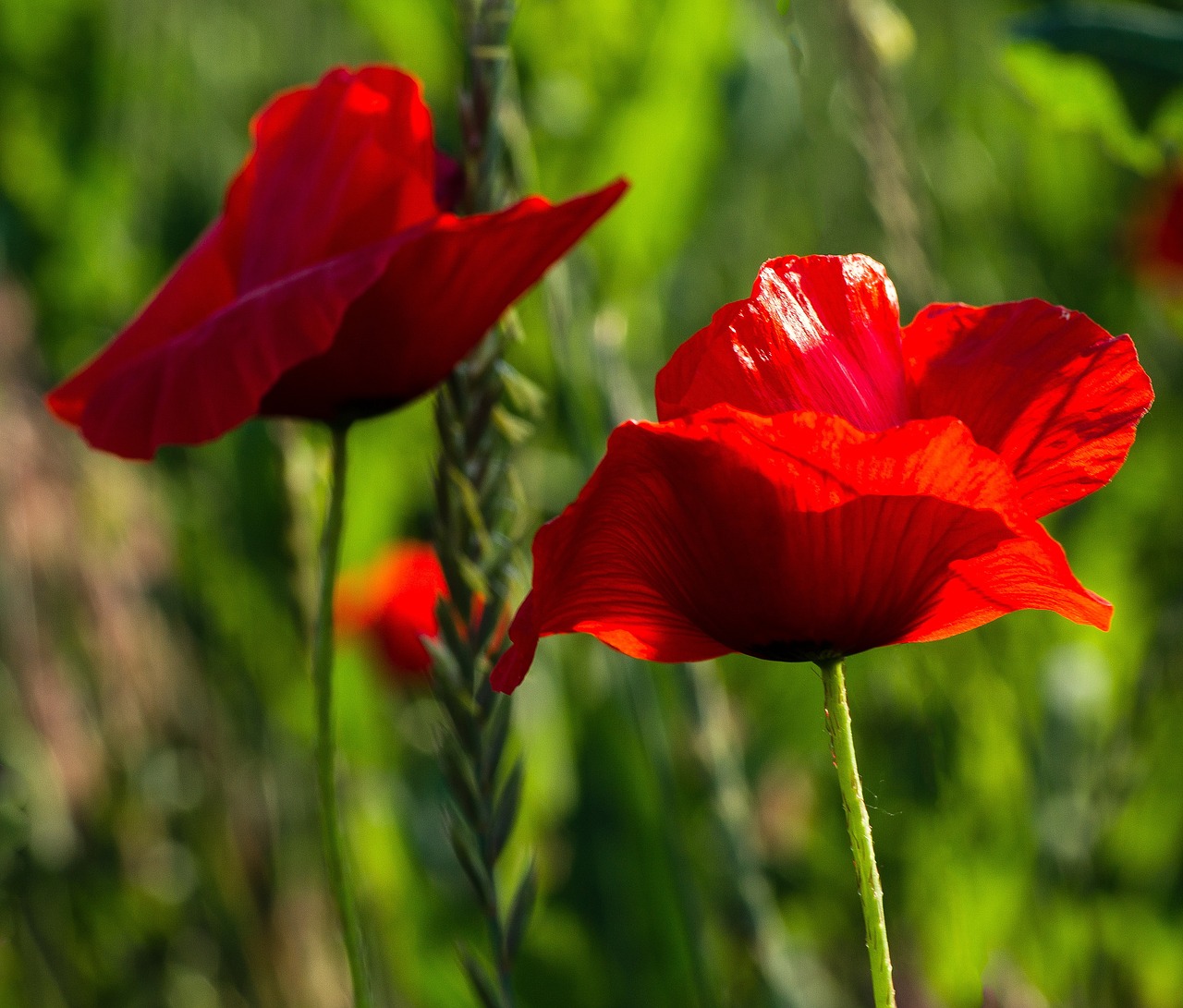 poppy  landscape  meadow free photo