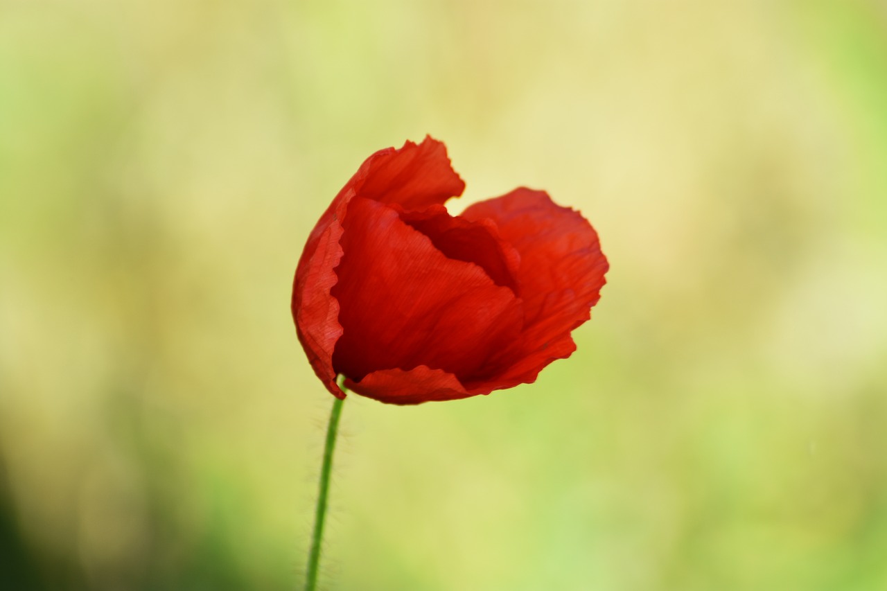 poppy  red  plant free photo