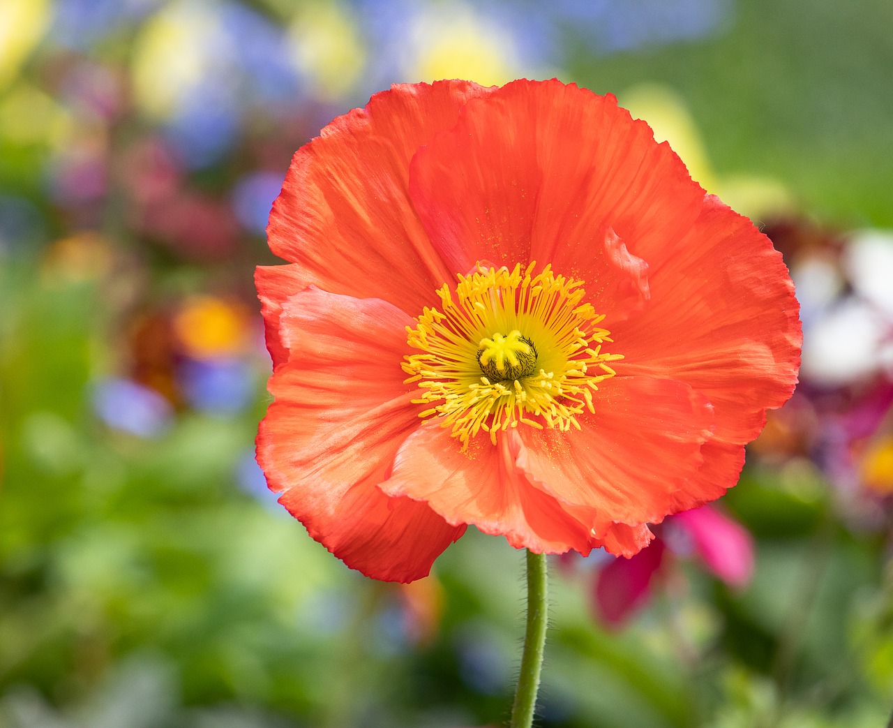 poppy  plant  flower free photo