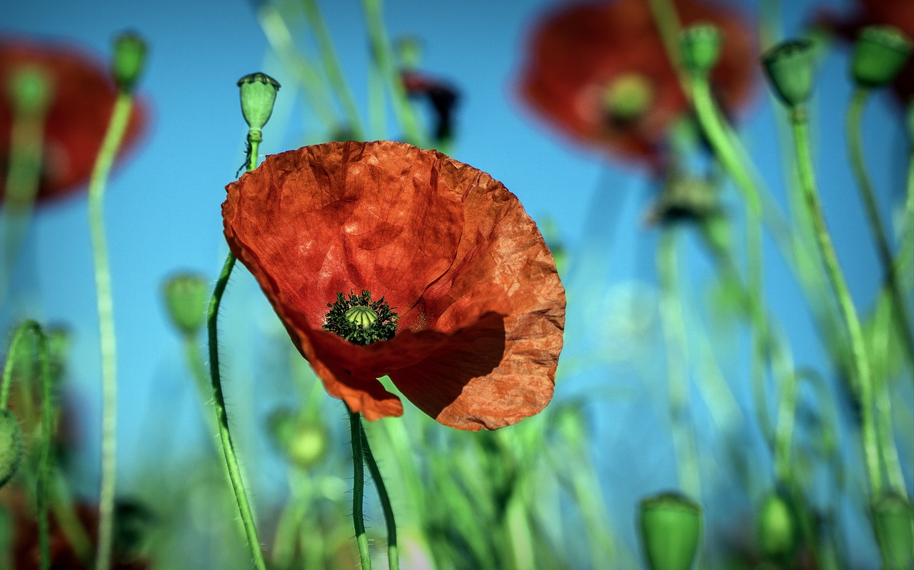 poppy  flower  red free photo