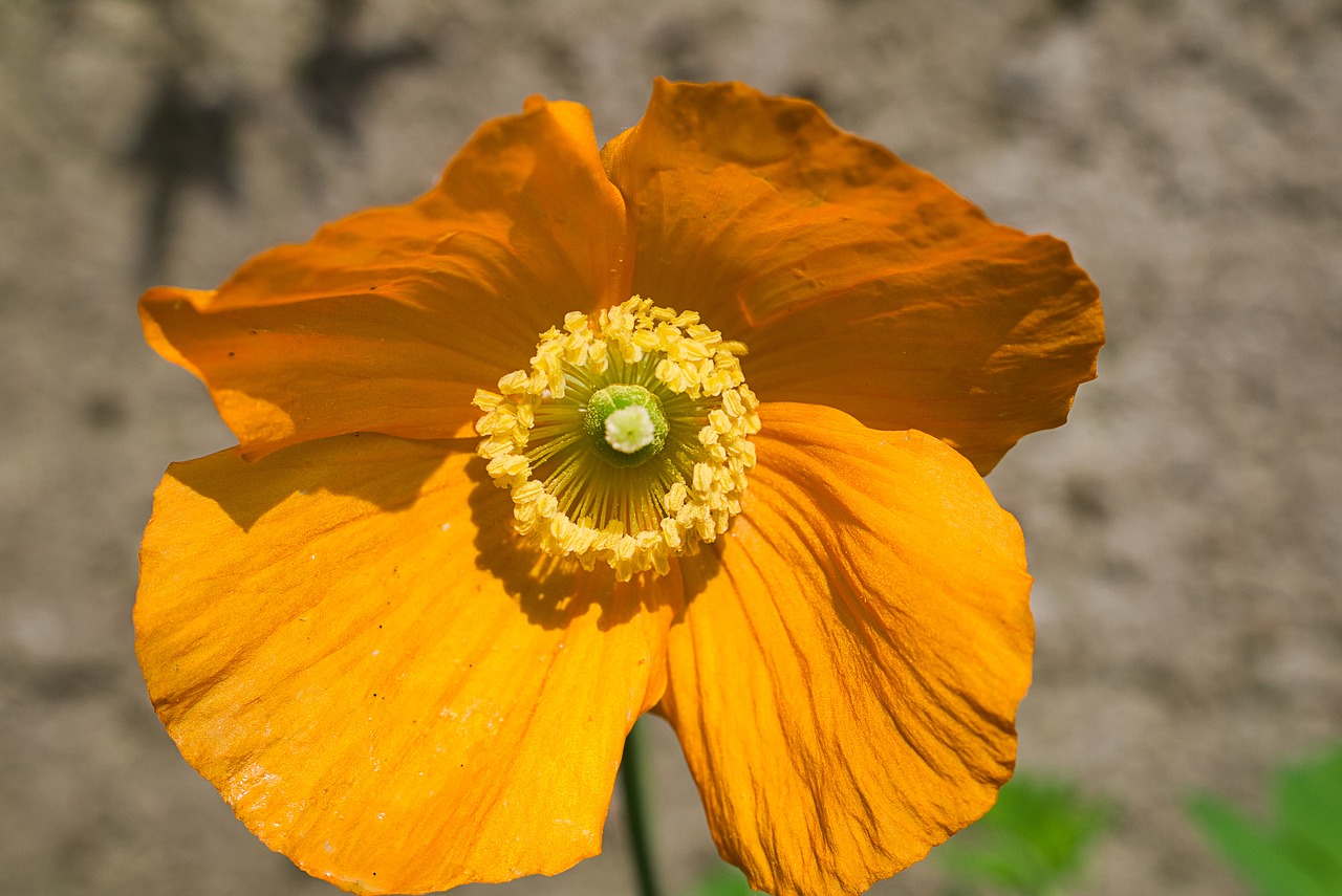 poppy  orange  blossom free photo