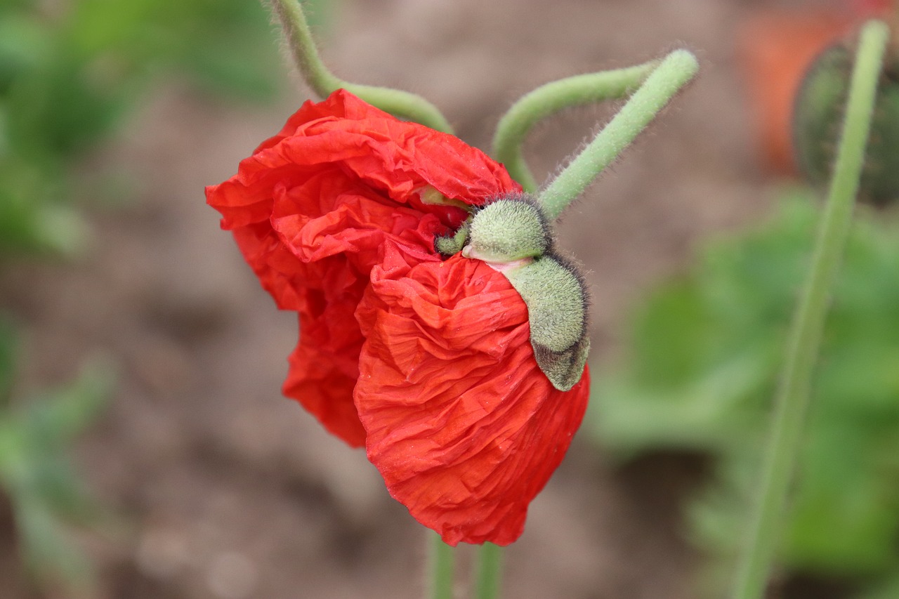 poppy  flowers  botany free photo