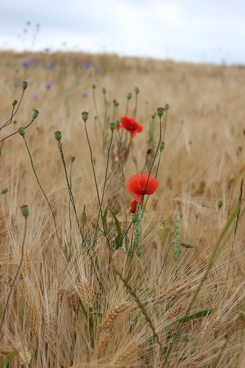 poppy  klatschmohn  nature free photo