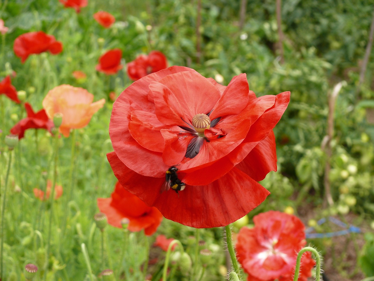 poppy  flower  mack free photo