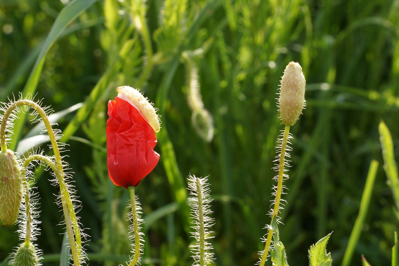 poppy  flower  red free photo