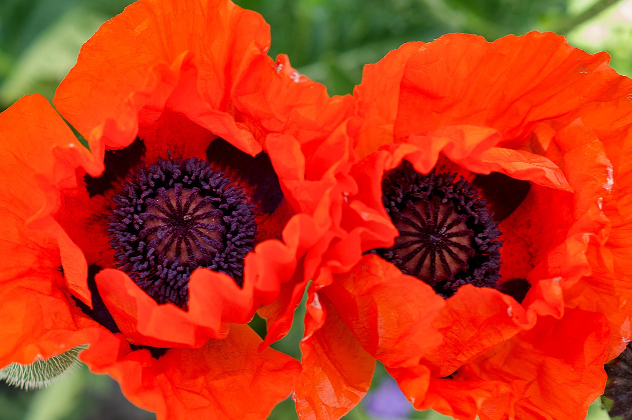 poppy  red  spring free photo