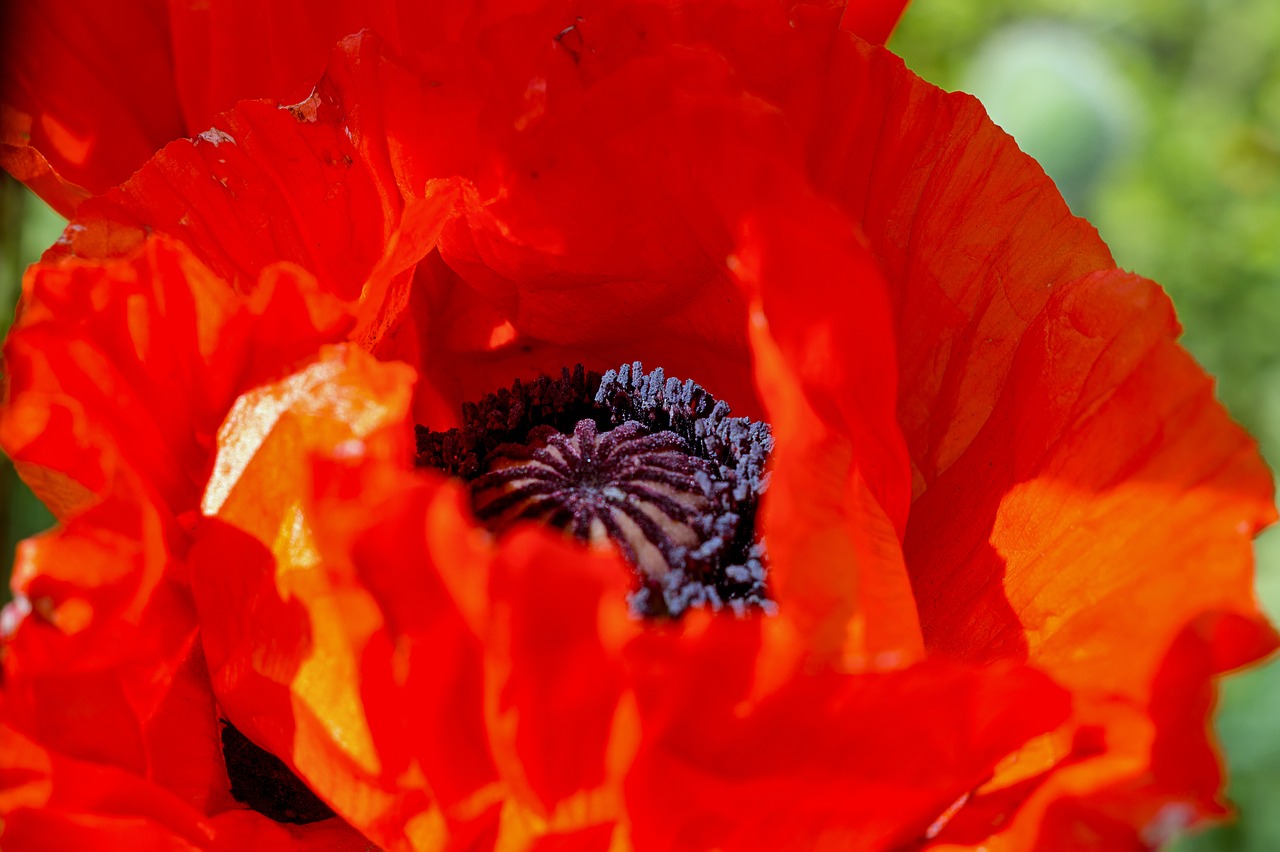 poppy  red  spring free photo