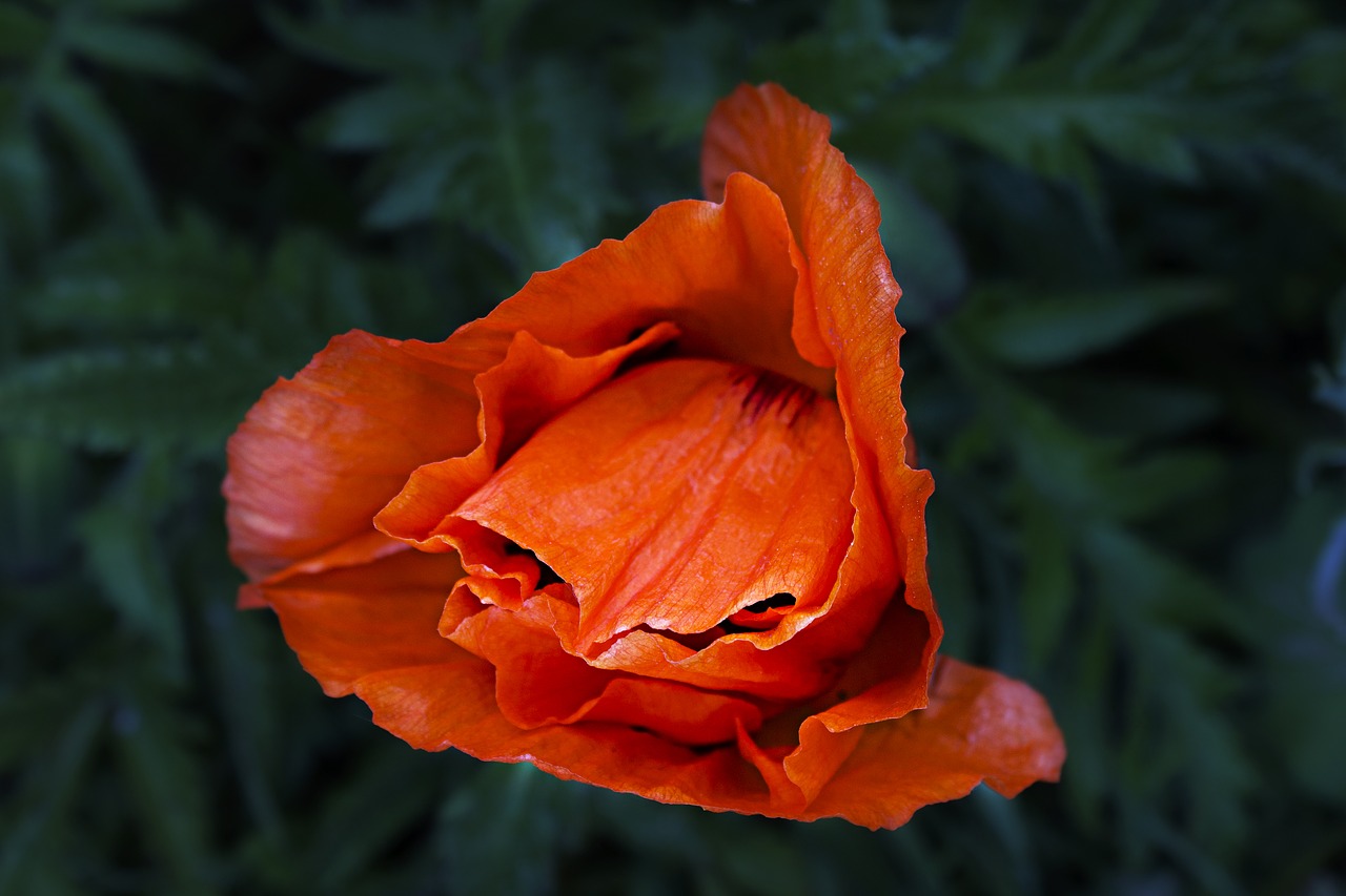 poppy  blossom  bloom free photo