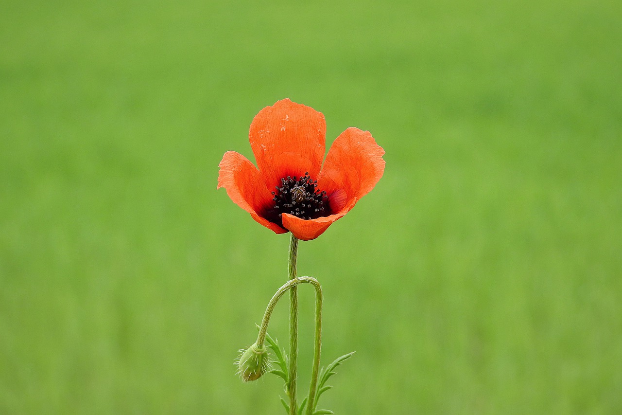 poppy  meadow  nature free photo