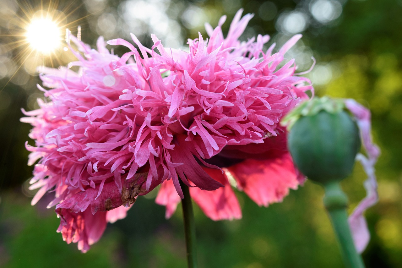 poppy  blossom  bloom free photo