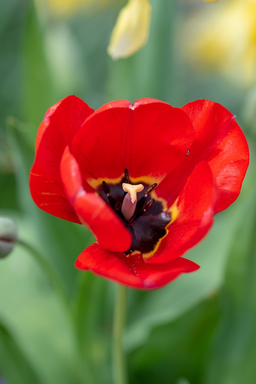 poppy  flower  nature free photo