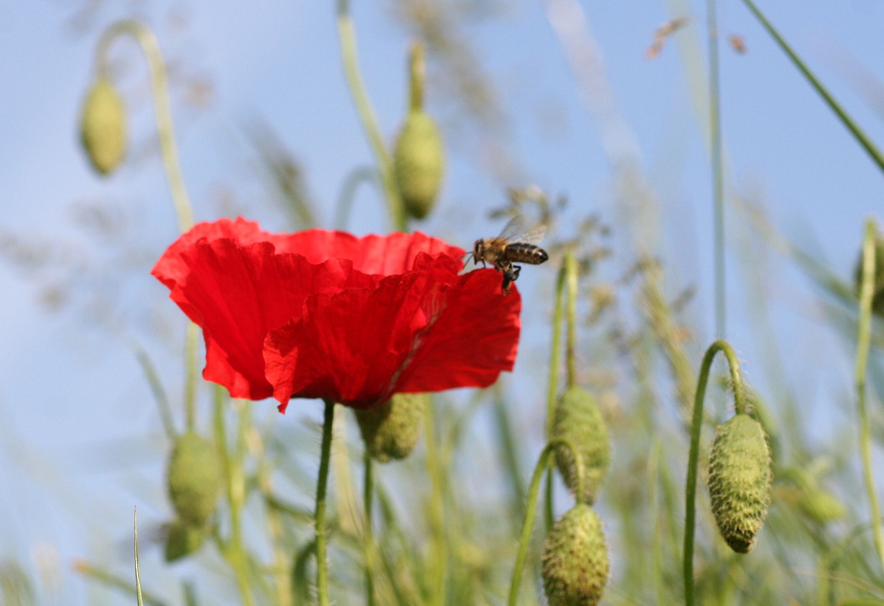 poppy  flower  sky free photo