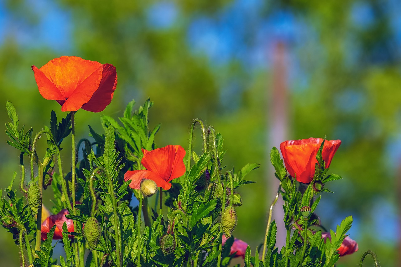 poppy  flower  klatschmohn free photo