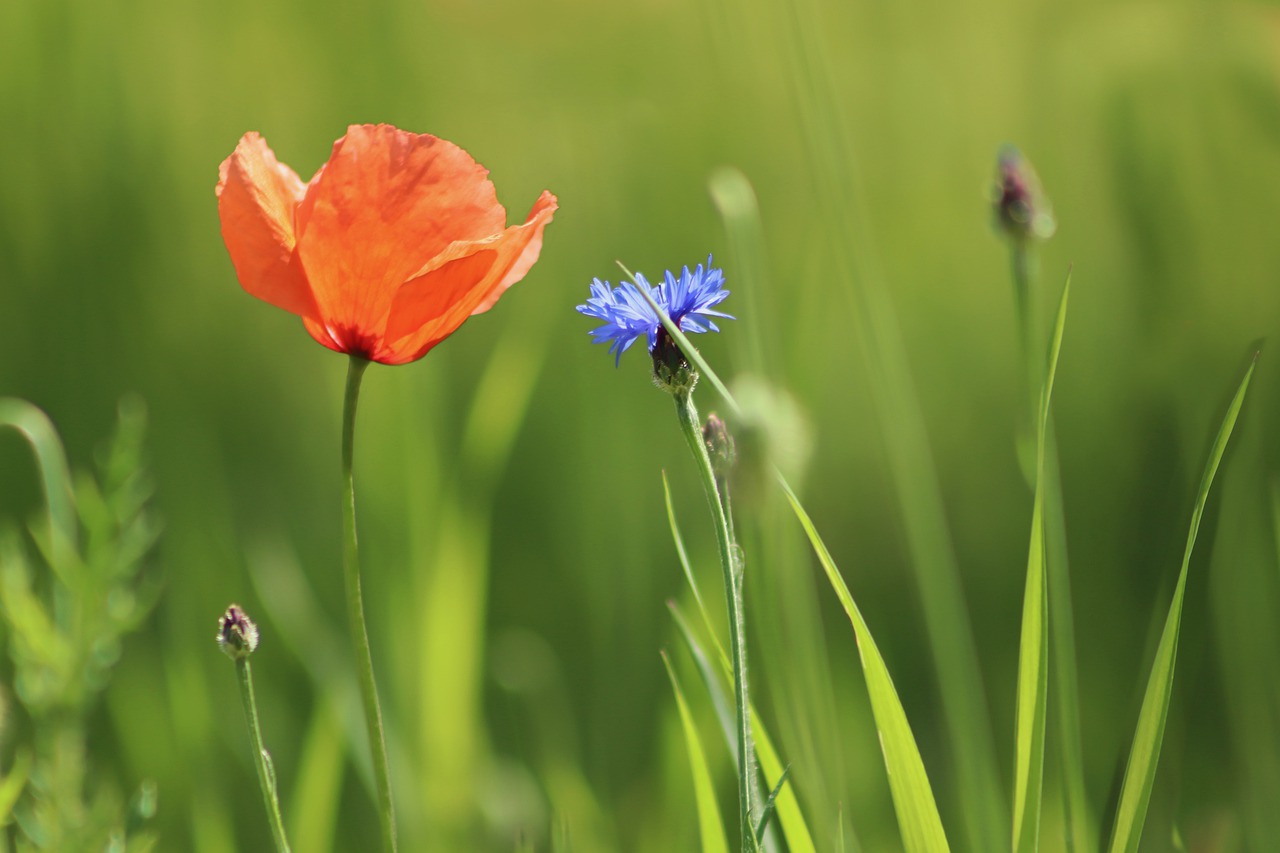 poppy  cornflower  grass free photo