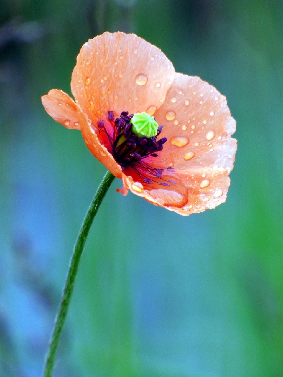 poppy  dew  color free photo