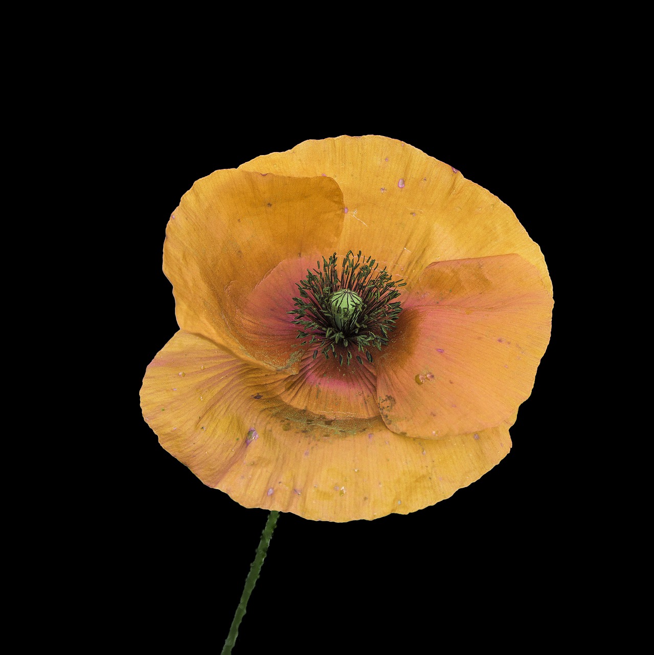 poppy  arctic  yellow free photo