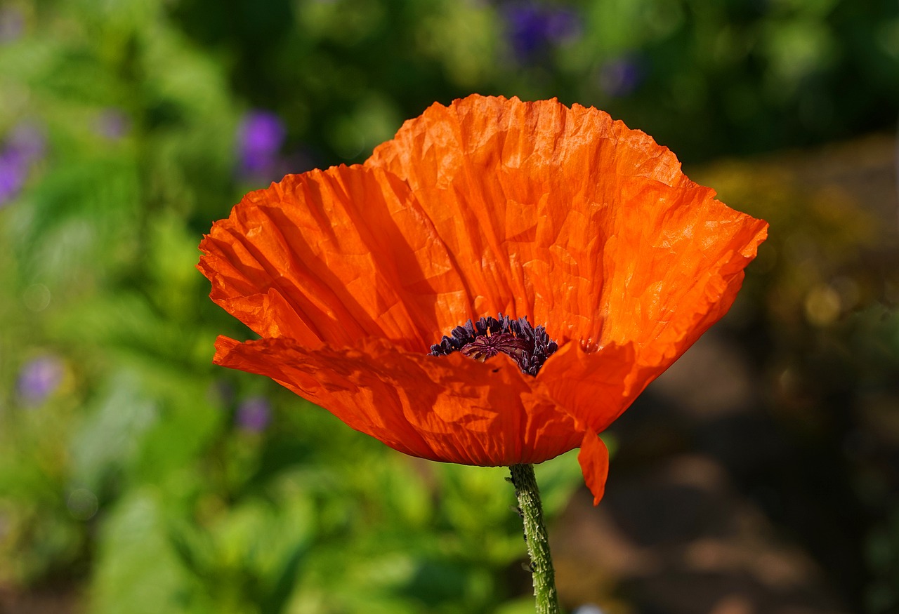 poppy  blossom  bloom free photo