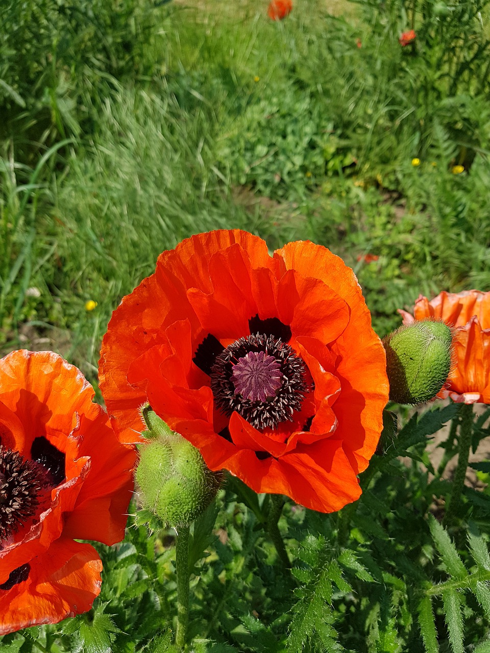 poppy  plant  flower free photo