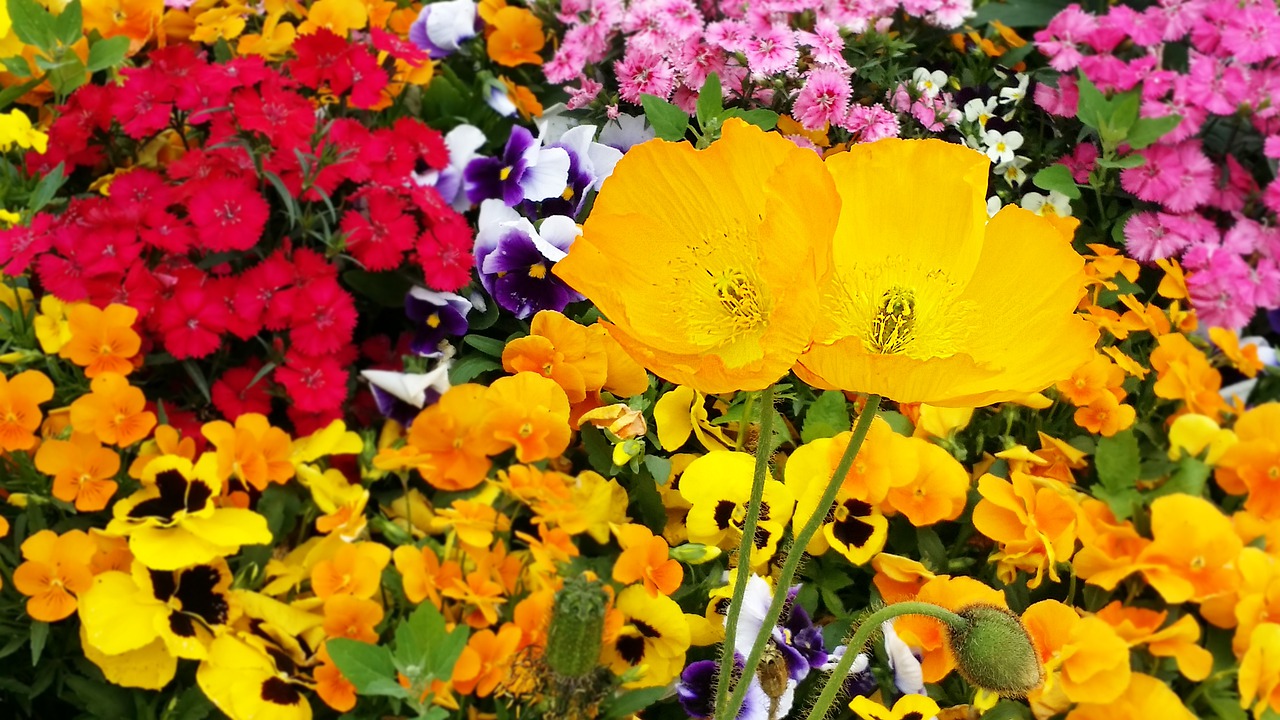 poppy  pansy  flowers free photo