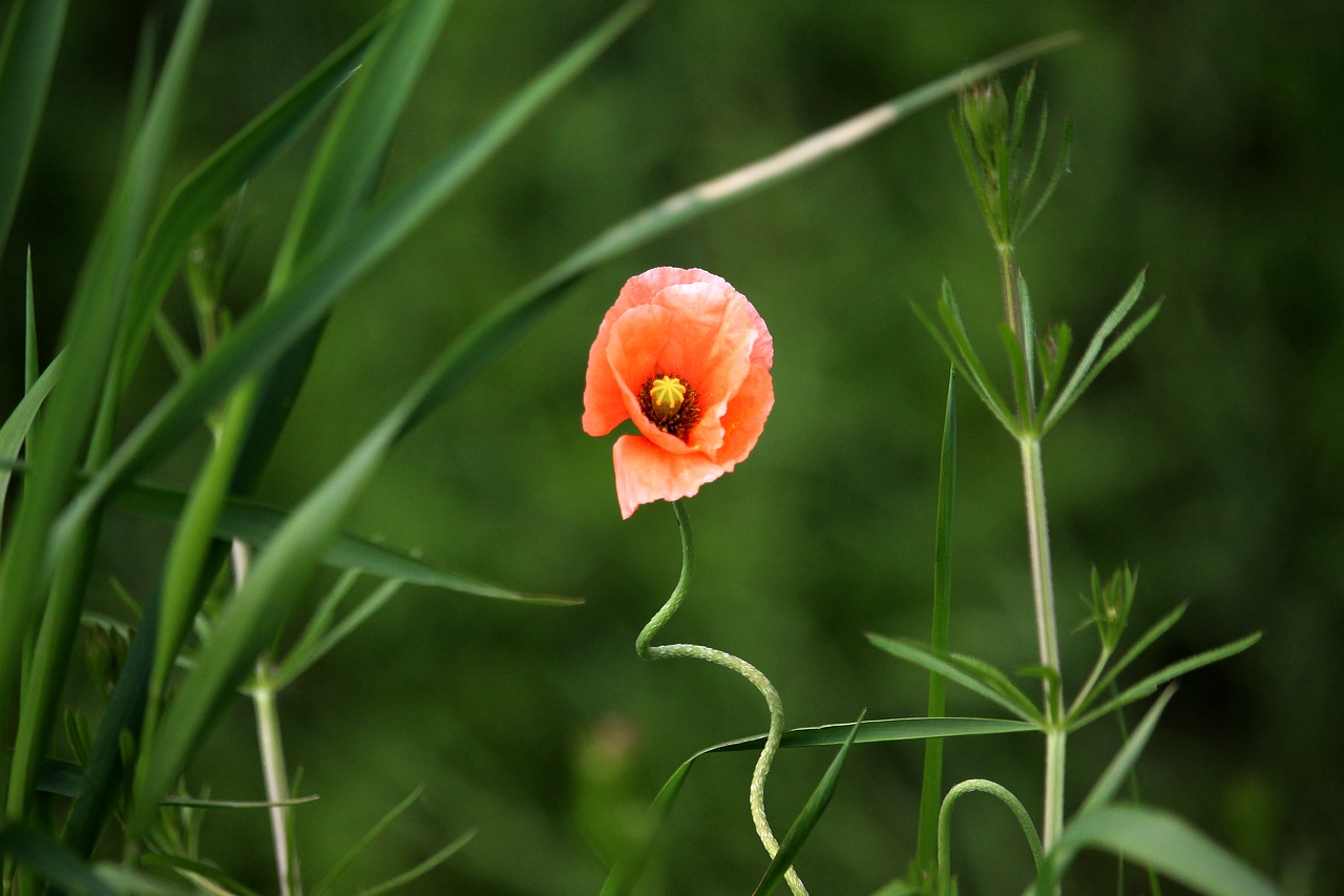 poppy  field  red free photo