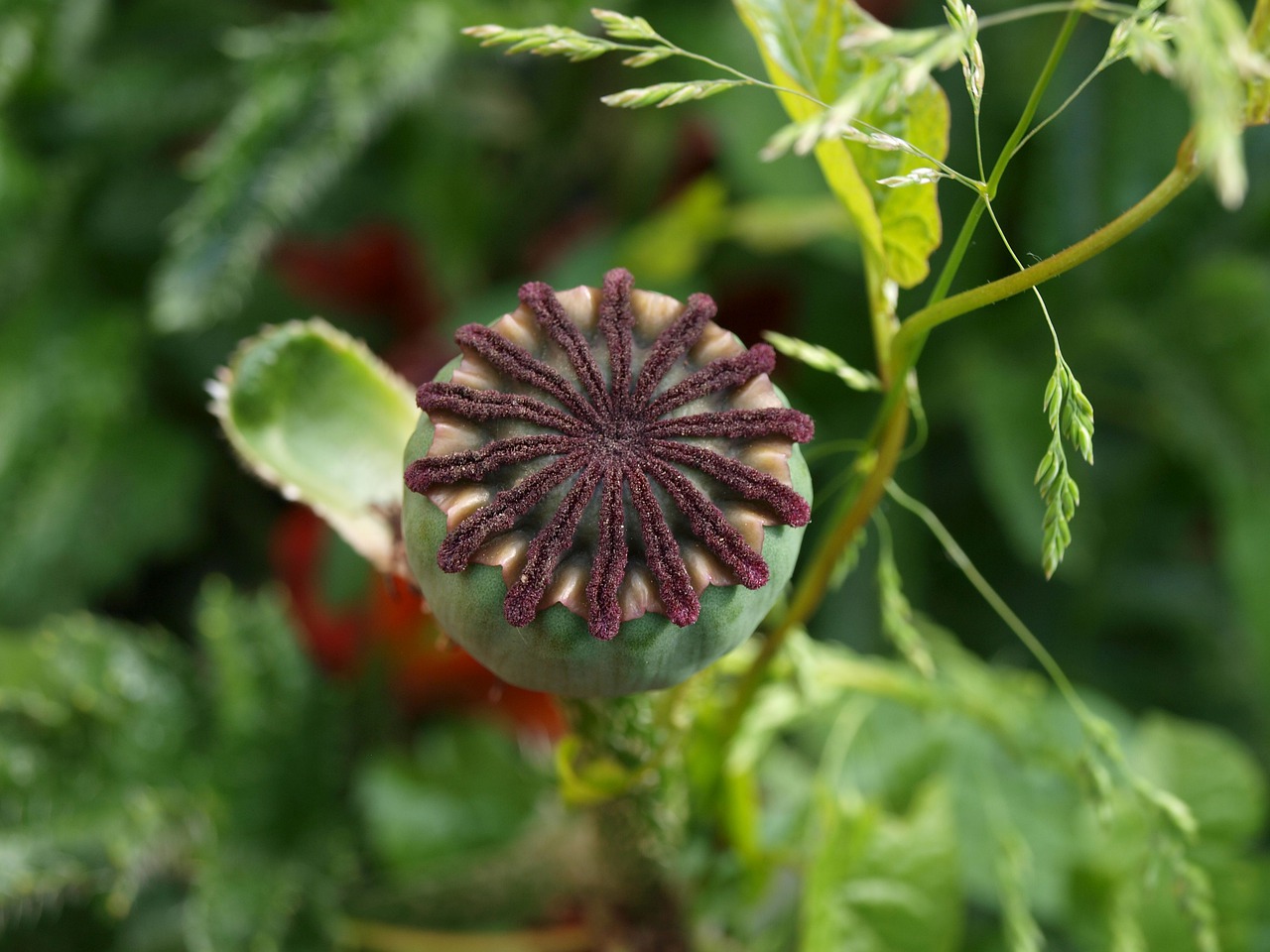 poppy  flower  nature free photo