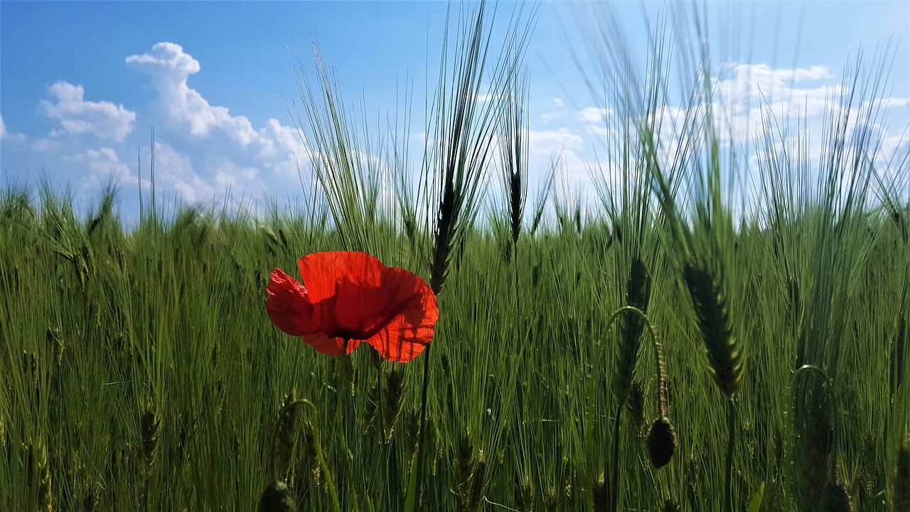 poppy  wolf  flower free photo